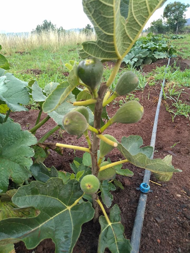 Con Agricultura Sustentables, abundantes frutos en plantas de higo