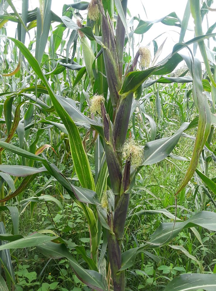 Agricultura Sustentable lo vuelve a hacer: logra 5 elotes por planta de maíz