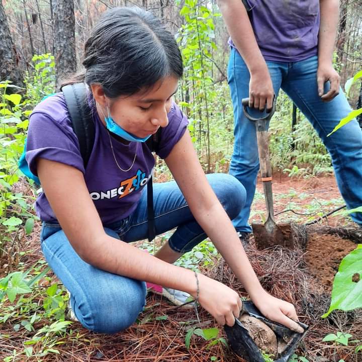 Jóvenes reforestan 2 mil 500 árboles en dos días de trabajo