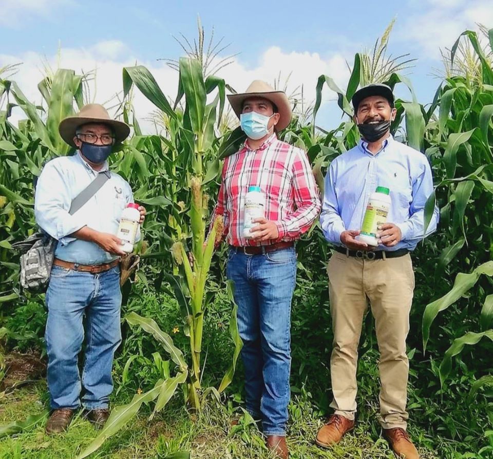 Agricultura Sustentable logra 6 mazorcas en plantas de maíz en Chucándiro