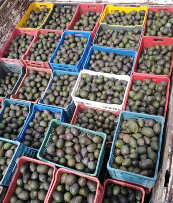 Detiene SSP a uno en posesión de aproximadamente tres toneladas de aguacate sin documentación