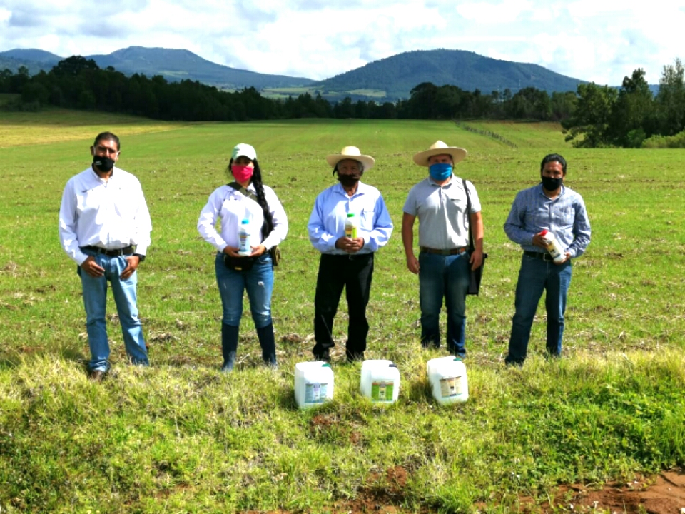 Mejoran cultivos de avena con Agricultura Sustentable en Erongarícuaro