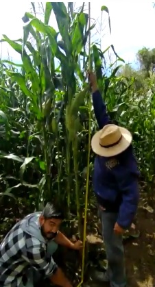 Duplica su tamaño planta de maíz con Agricultura Sustentable en Chucándiro