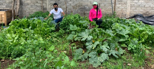 Cosecha Michoacán hortalizas sanas y frescas con Agricultura Sustentable