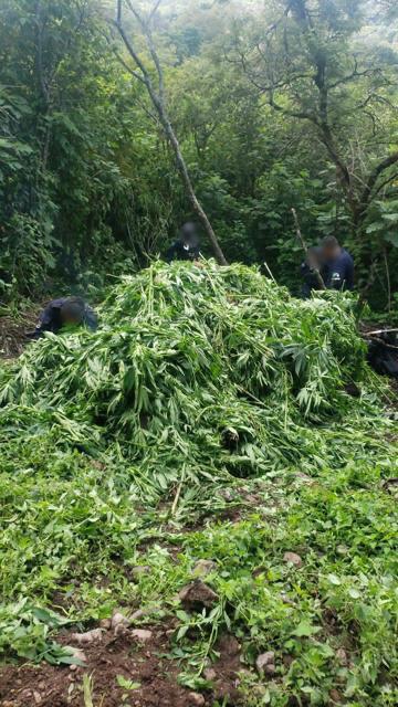 Destruye SSP aproximadamente 2 mil plantas de marihuana, en Charo