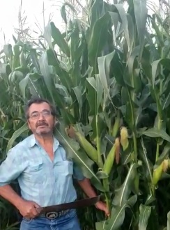 Agricultura Sustentable baja 40 por ciento costos de producción en maíz