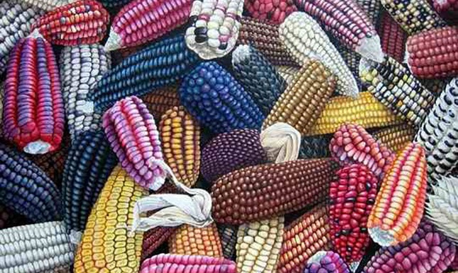 Agricultura Sustentable, programa de homenaje al maíz