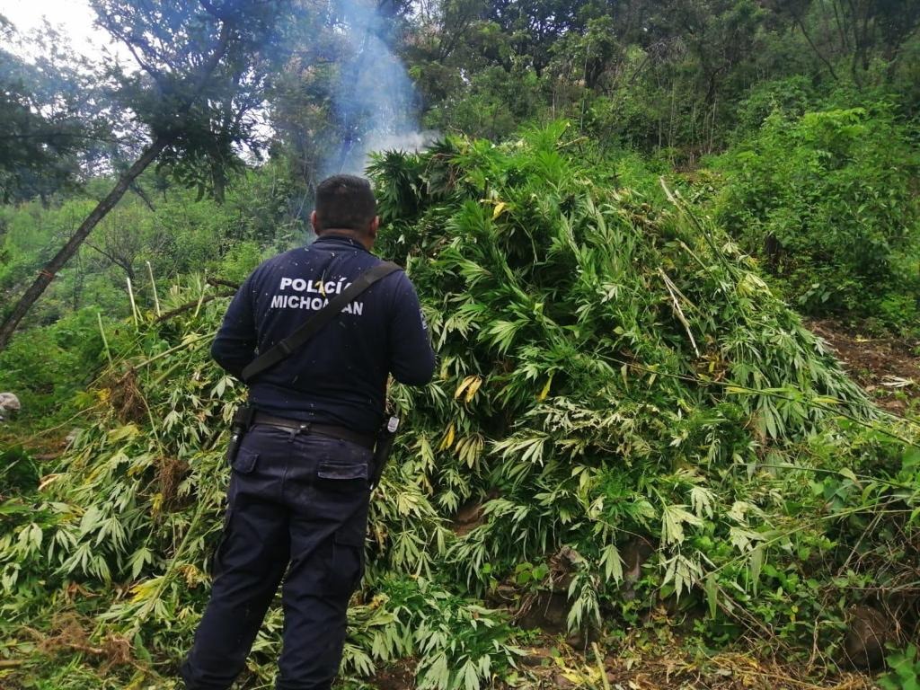 Destruye SSP 15 mil plantas de marihuana, en Charo