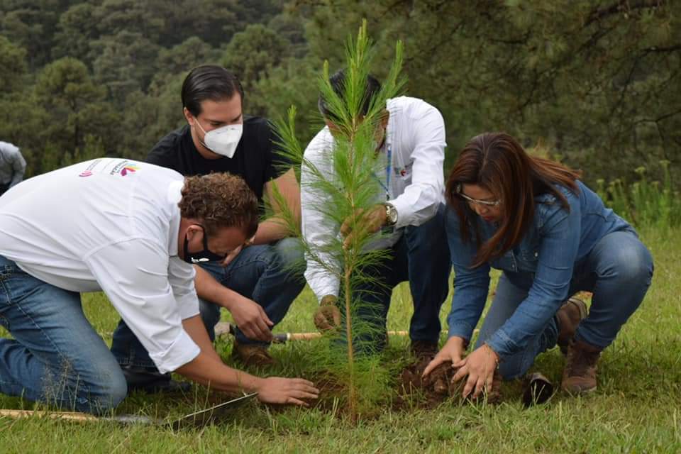 Sobreviven 60% de árboles plantados en 2019, en Michoacán