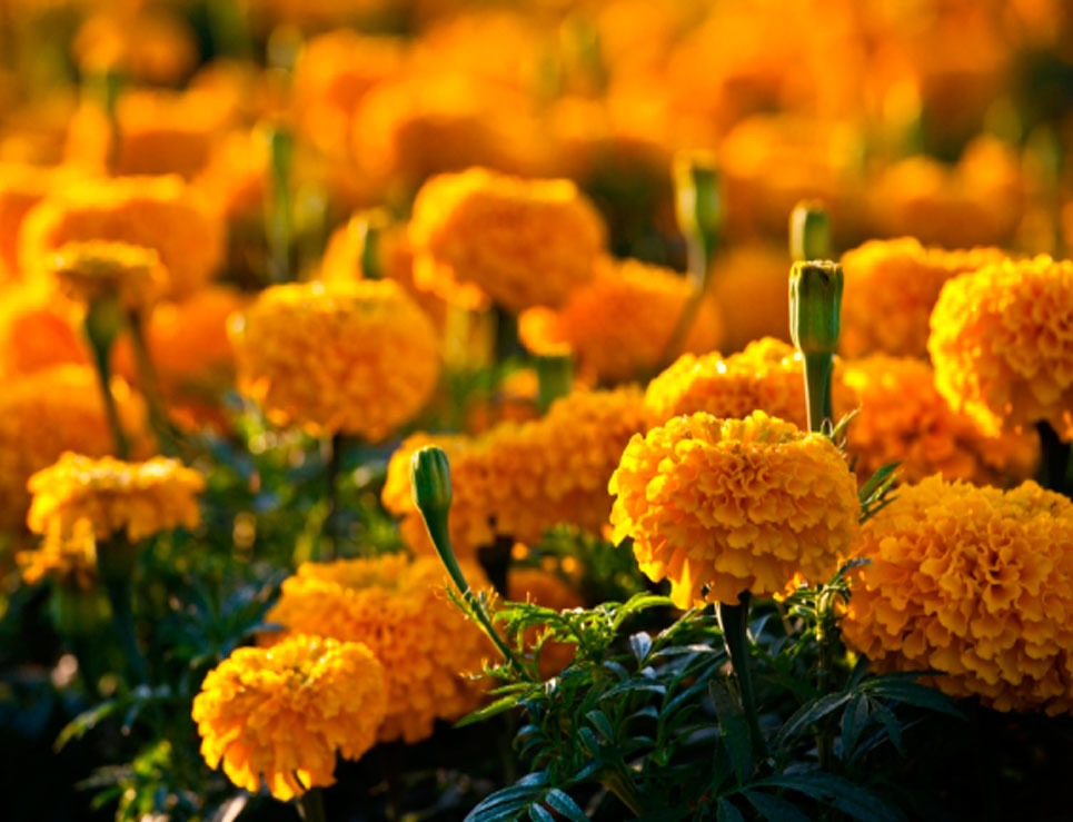 Pese a epidemia, habrá abasto de flor de cempasúchil en Michoacán