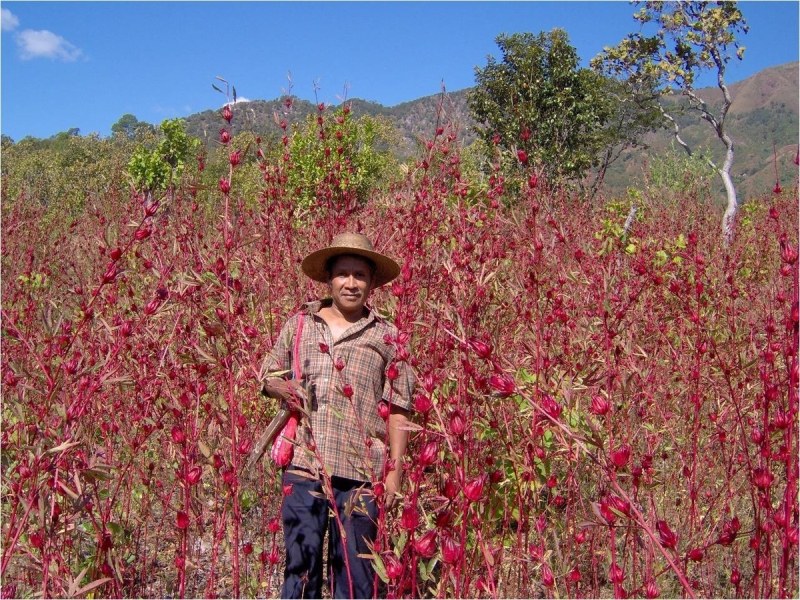 Michoacán, 2° productor nacional de jamaica