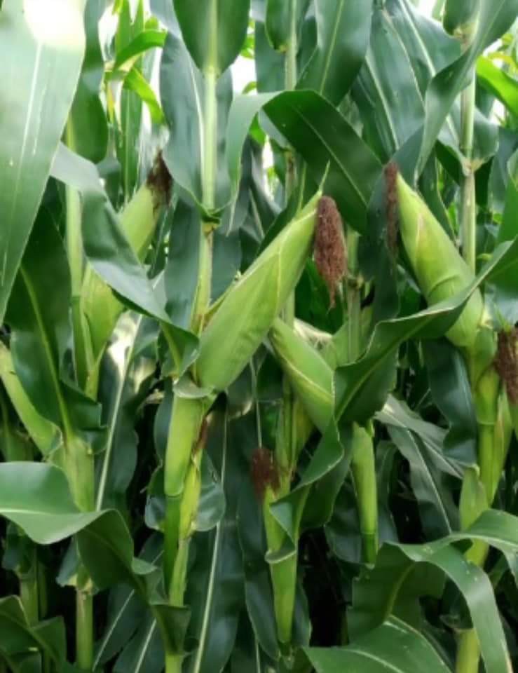 Fortalecerán programa Agricultura Sustentable para impulso de producción de granos
