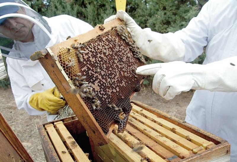 Incentiva gobierno de Michoacán campaña contra varroasis en abejas