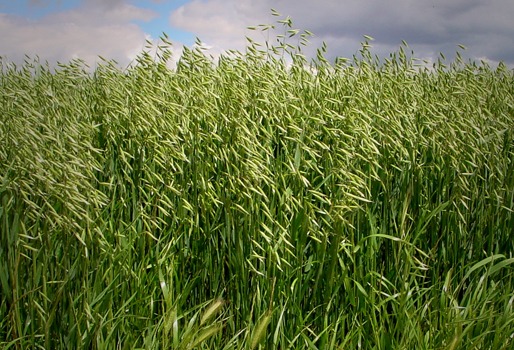 Produce Michoacán más de 429 mil toneladas de avena forrajera