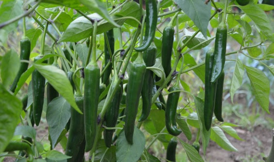 Produce Michoacán 260 mil toneladas de cinco variedades de chiles