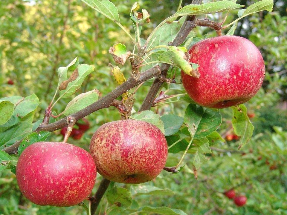 Se producen en Michoacán más de mil toneladas de manzana