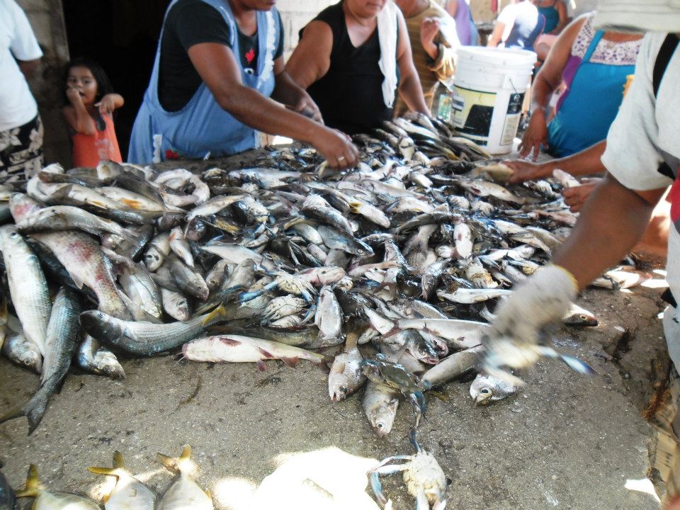Se capturan en Michoacán casi 33 mil toneladas de peces de 35 especies
