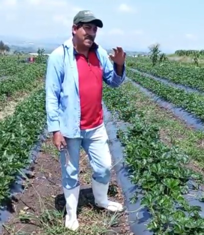 Producir fresa orgánica, motiva a campesinos de Maravatío
