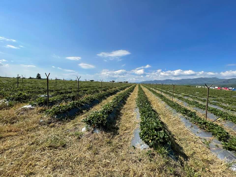 Duplican producción de fresa en Maravatío con Agricultura Sustentable