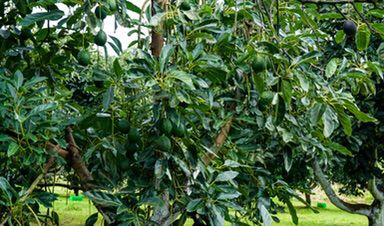 Notifica Estados Unidos a México suspensión temporal de envíos de aguacate de Michoacán