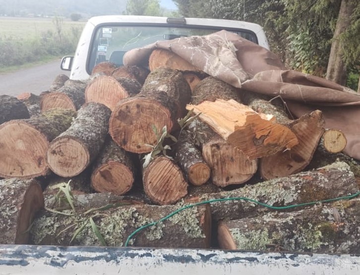 SSP asegura 77 rollos de madera presuntamente ilegal, en las últimas horas