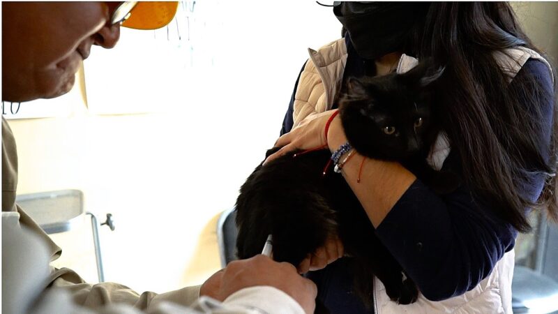 Inmunizados contra la rabia, más de 14 mil 800 perros y gatos en jornada de vacunación