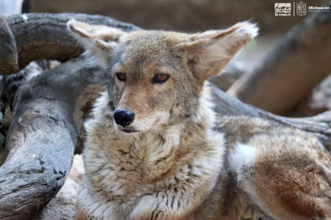 Conoce en el #Zoo de #Morelia al coyote, un cazador formidable