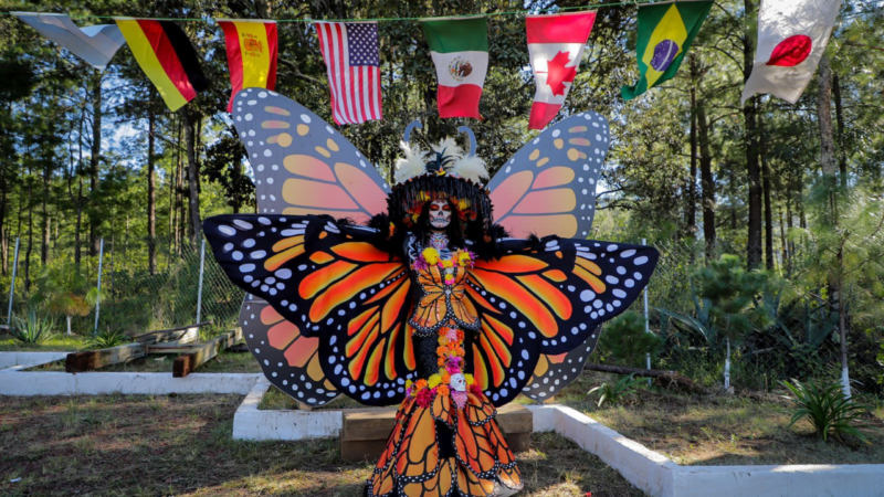 La Mariposa Monarca llega a tiempo a su cita en los bosques michoacanos