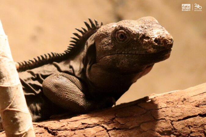 Una iguana cola espinosa, la nueva habitante del Zoo de Morelia