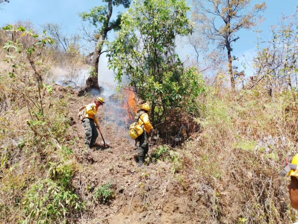 Brigadistas combaten incendios forestales