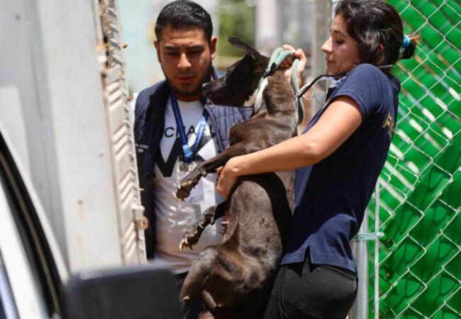En cateo, asegura Fiscalía General tres ejemplares caninos en condiciones de maltrato animal