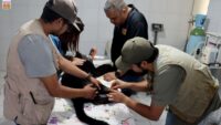 Reporta el zoológico delicada de salud a la jaguar rescatada y a guanacos, tras su contacto con lodos contaminados del OOAPAS 