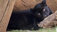 Muere jaguar en el zoológico por inundación provocada por el Ayuntamiento de Morelia 