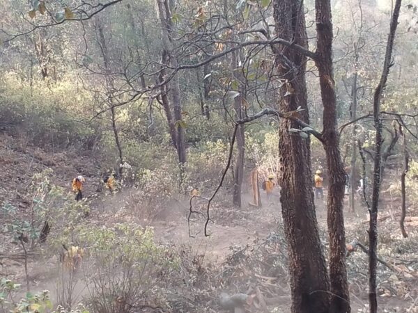 Brigadistas atienden 2 incendios forestales en Coalcomán-Chinicuila y Erongarícuaro
