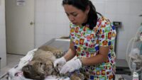 Recibe Zoo de Morelia un lince rojo rescatado por la Profepa 