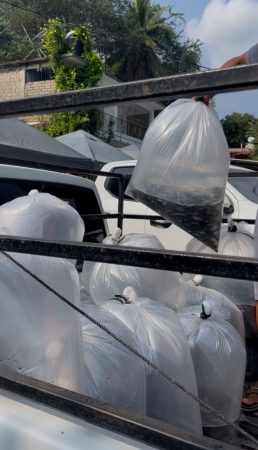 Compesca libera 100 mil alevines de tilapia en Lázaro Cárdenas