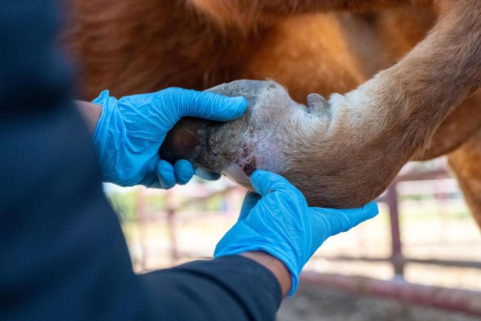 Suma Michoacán 11 casos de gusano barrenador