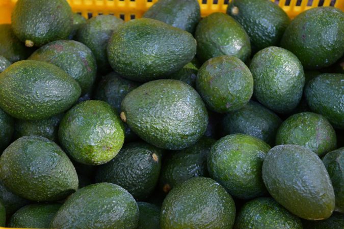 Avanza proceso de Indicación Geográfica para proteger al aguacate michoacano: Bedolla