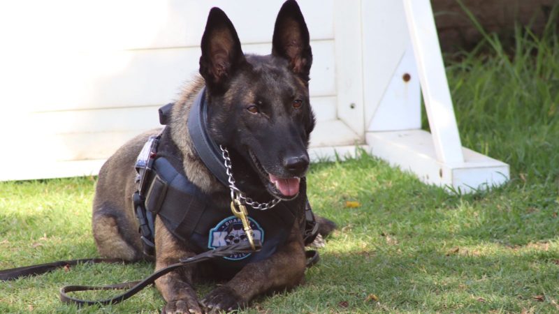 Agrupamiento de Equinos y Caninos se especializa en detección de narcóticos y explosivos: SSP
