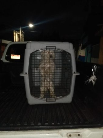 En Lomas de Guayangareo, rescata FGE a tres ejemplares caninos víctimas de maltrato animal
