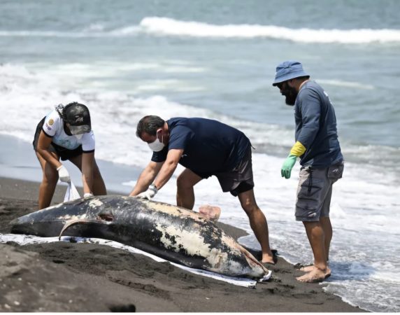 Instruye Presidenta Claudia Sheinbaum investigación; separan a 3 funcionarios de cargo por derrame en Golfo de México