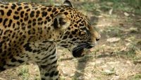 Busca Zoológico de Morelia reproducción de jaguares bajo cuidado humano 