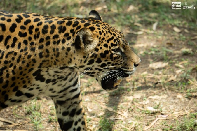 Busca Zoológico de Morelia reproducción de jaguares bajo cuidado humano