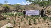 SSP y Defensa refuerzan operativos en Huetamo, destruyen más de 14 mil plantas de marihuana 