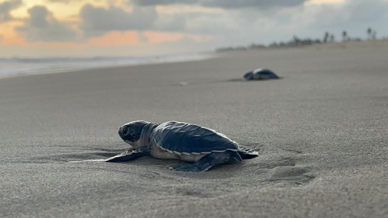 Aún estás a tiempo para ir a liberar tortugas en las playas de Michoacán