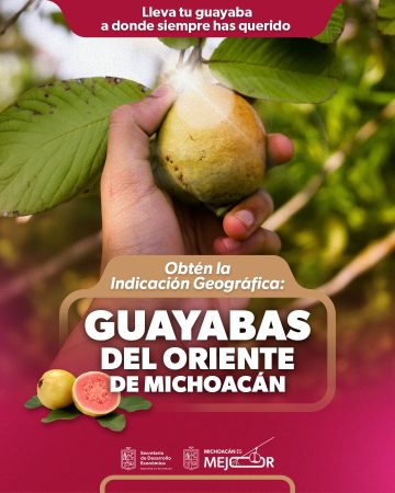 Indicación Geográfica, el sello que le da valor extra a la guayaba michoacana