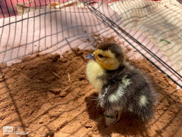 Llama Zoológico de Morelia a respetar la fauna silvestre