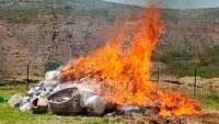 Incinera FGR más de cinco toneladas de narcóticos en Michoacán 