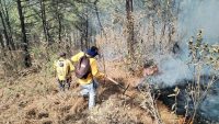 Michoacán logra reducir más del 44 % la superficie afectada por incendios forestales 