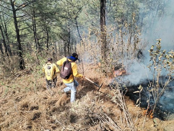Michoacán logra reducir más del 44 % la superficie afectada por incendios forestales